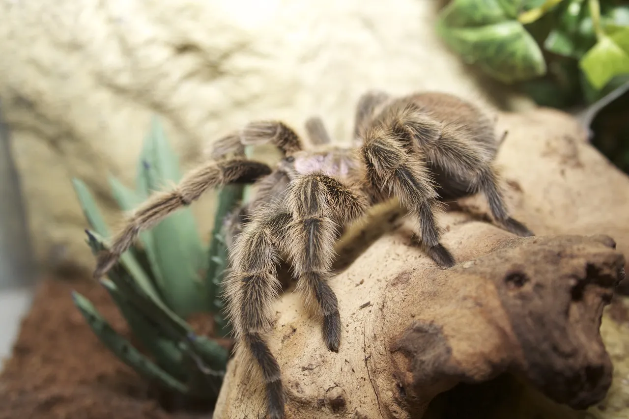 18496 chilean rose tarantula substrate