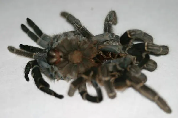 18500 tarantula dehydration