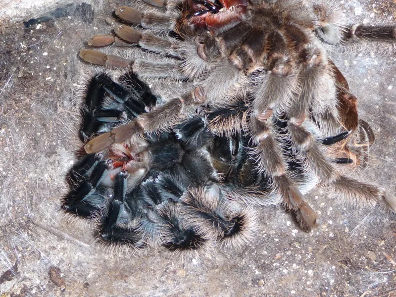 /img/18500-tarantula-feeding.webp