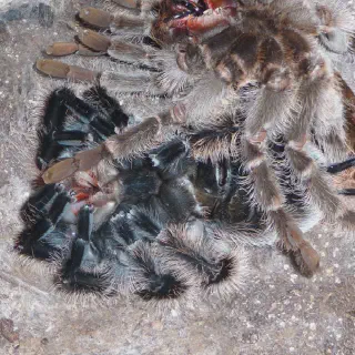 /img/18500-tarantula-feeding.webp