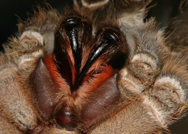 18500 tarantula habitat