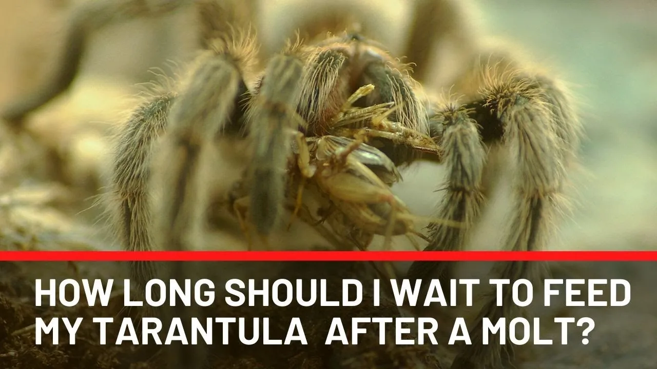 18500 tarantula injury