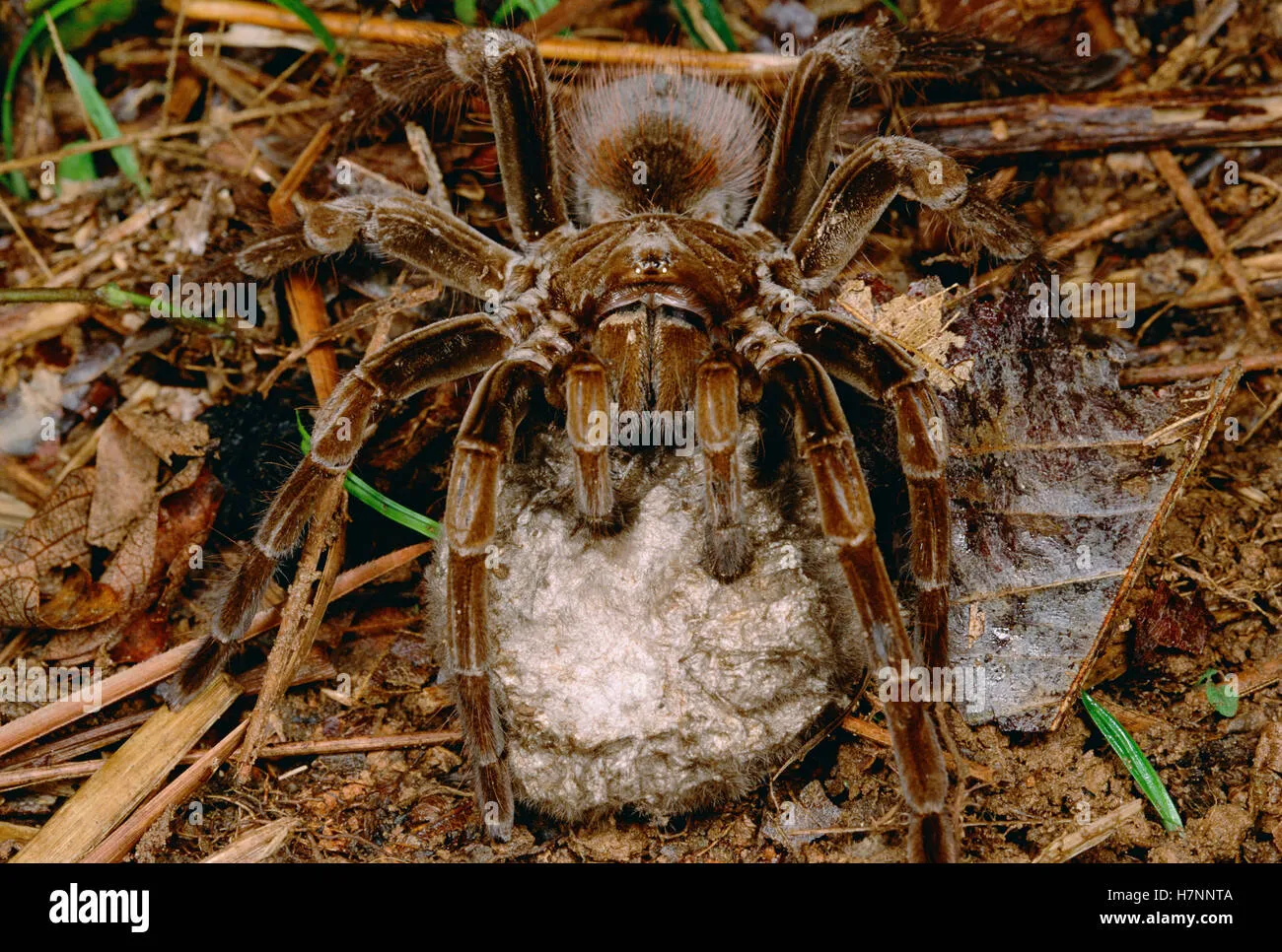18503 separating spiderlings