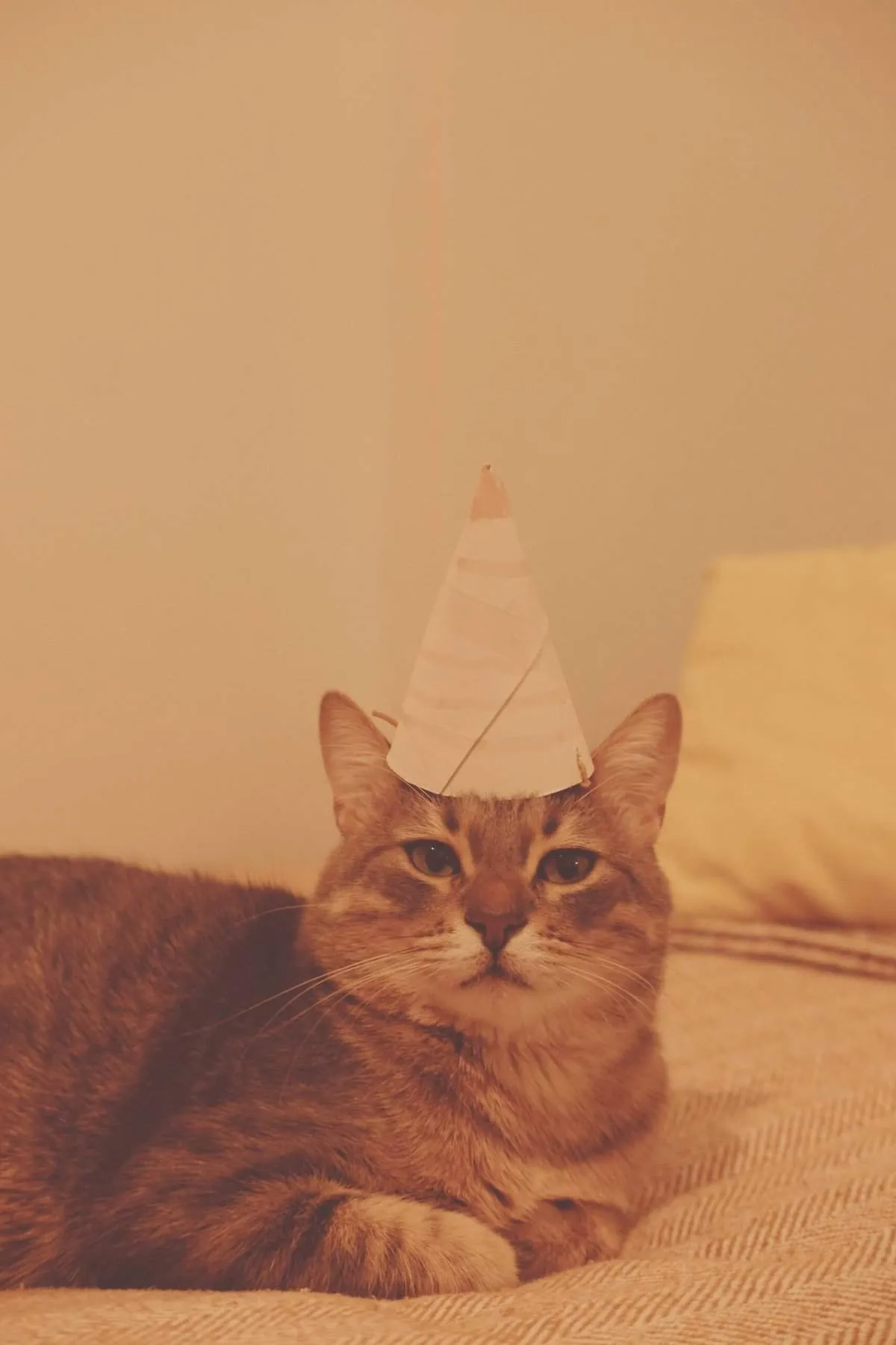 18503 spiderlings hatching