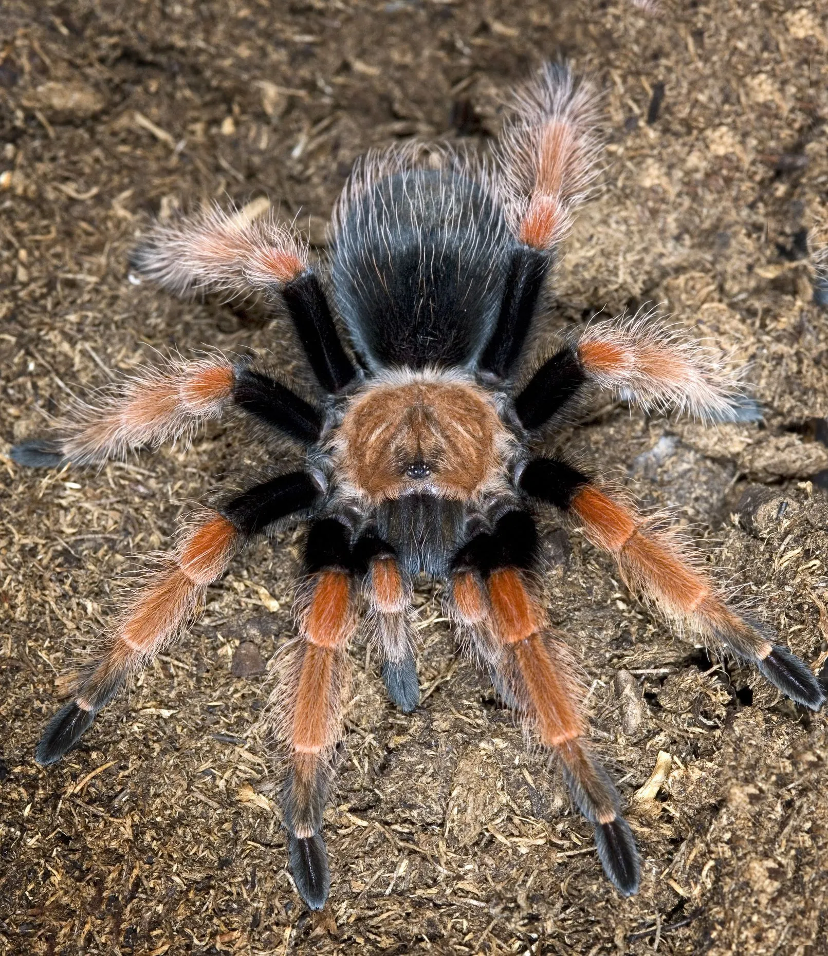 18507 tarantula hut species aesthetic appeal