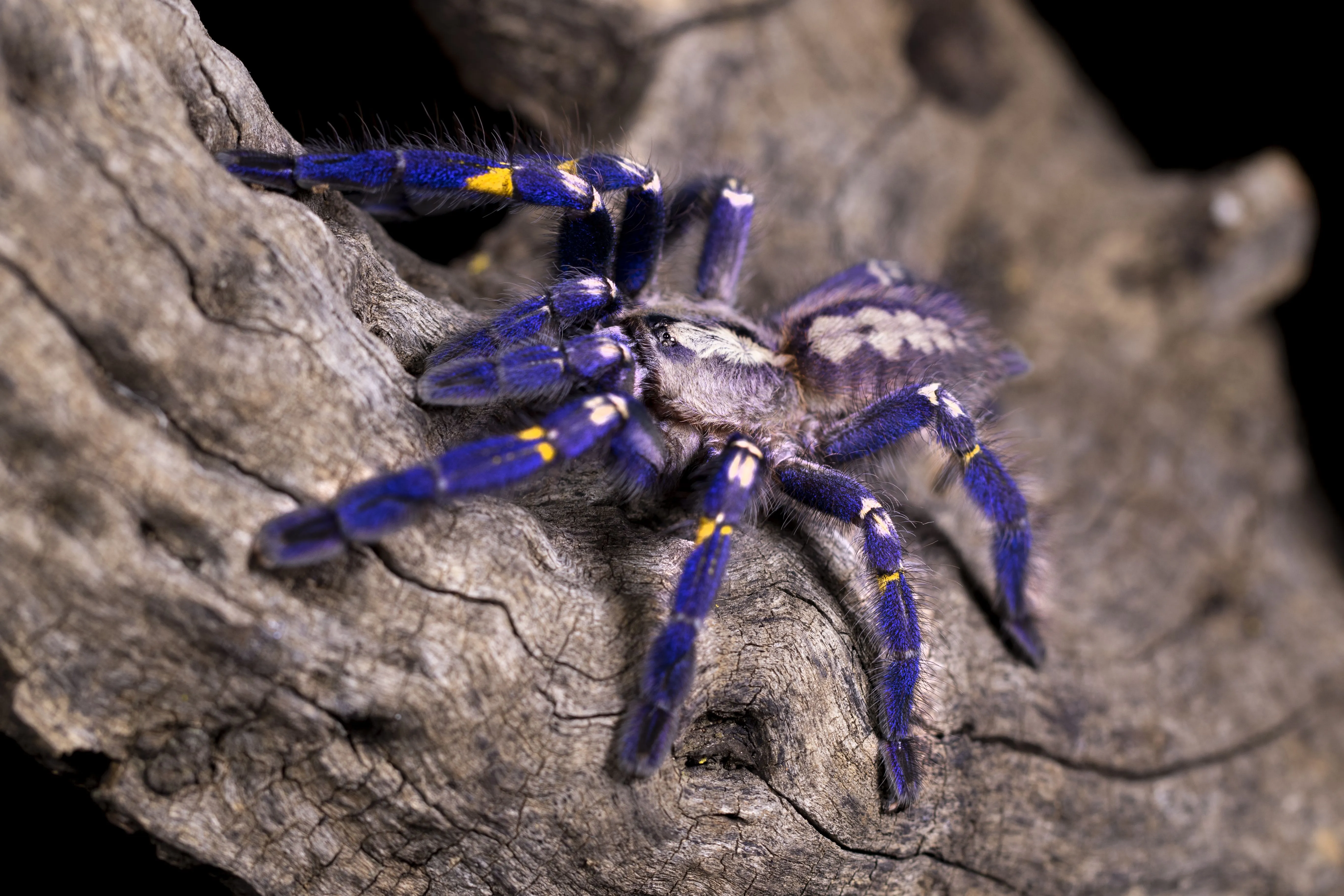 /img/18507-tarantula-hut-species-conclusion.webp