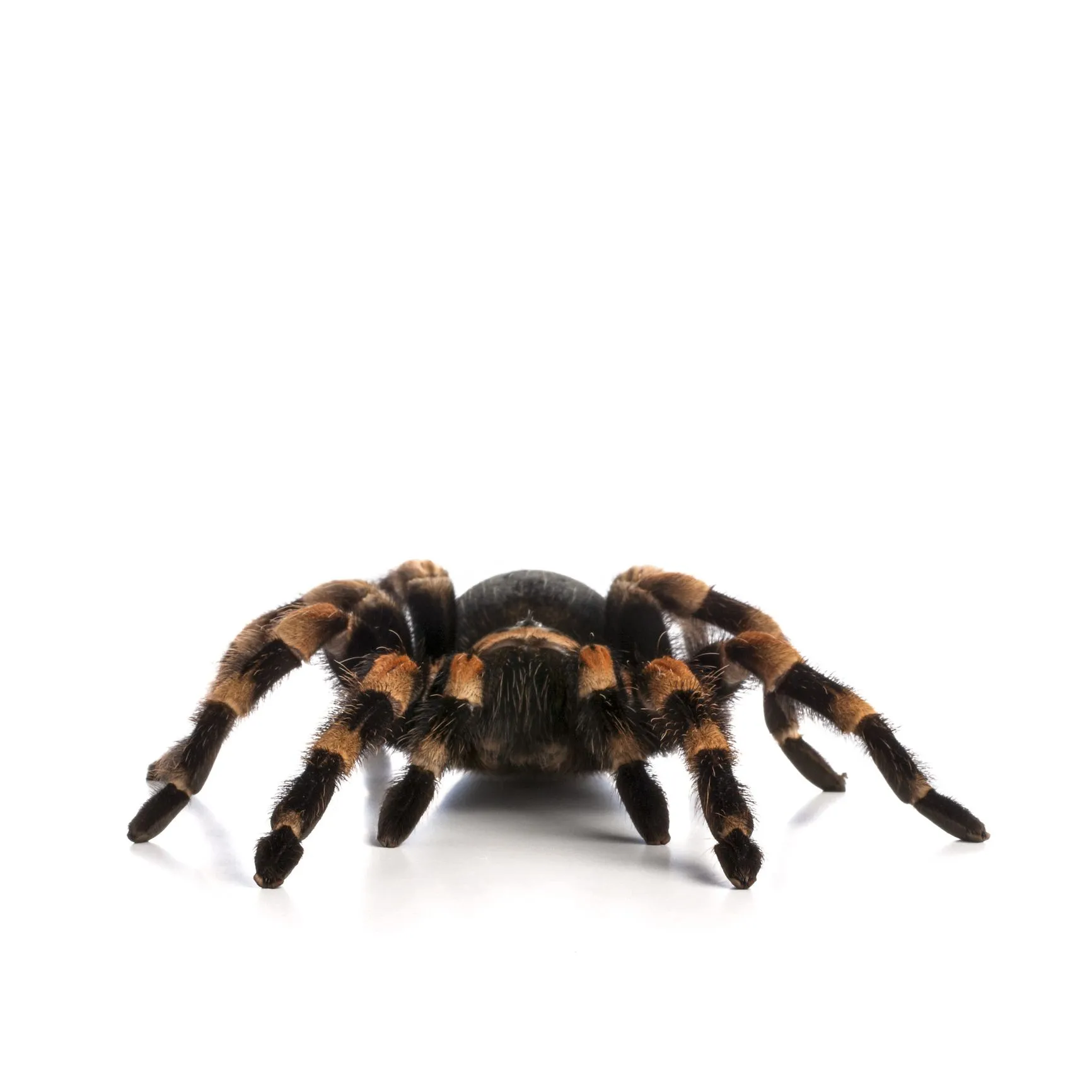 18507 tarantula hut species types