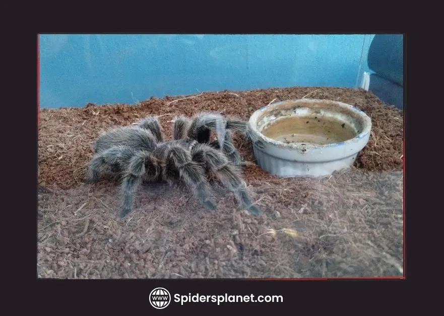 /img/18512-male-tarantula-lifespan.webp