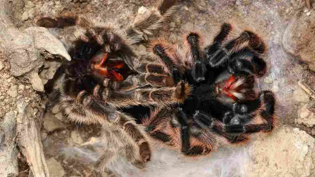 18512 stressed tarantula