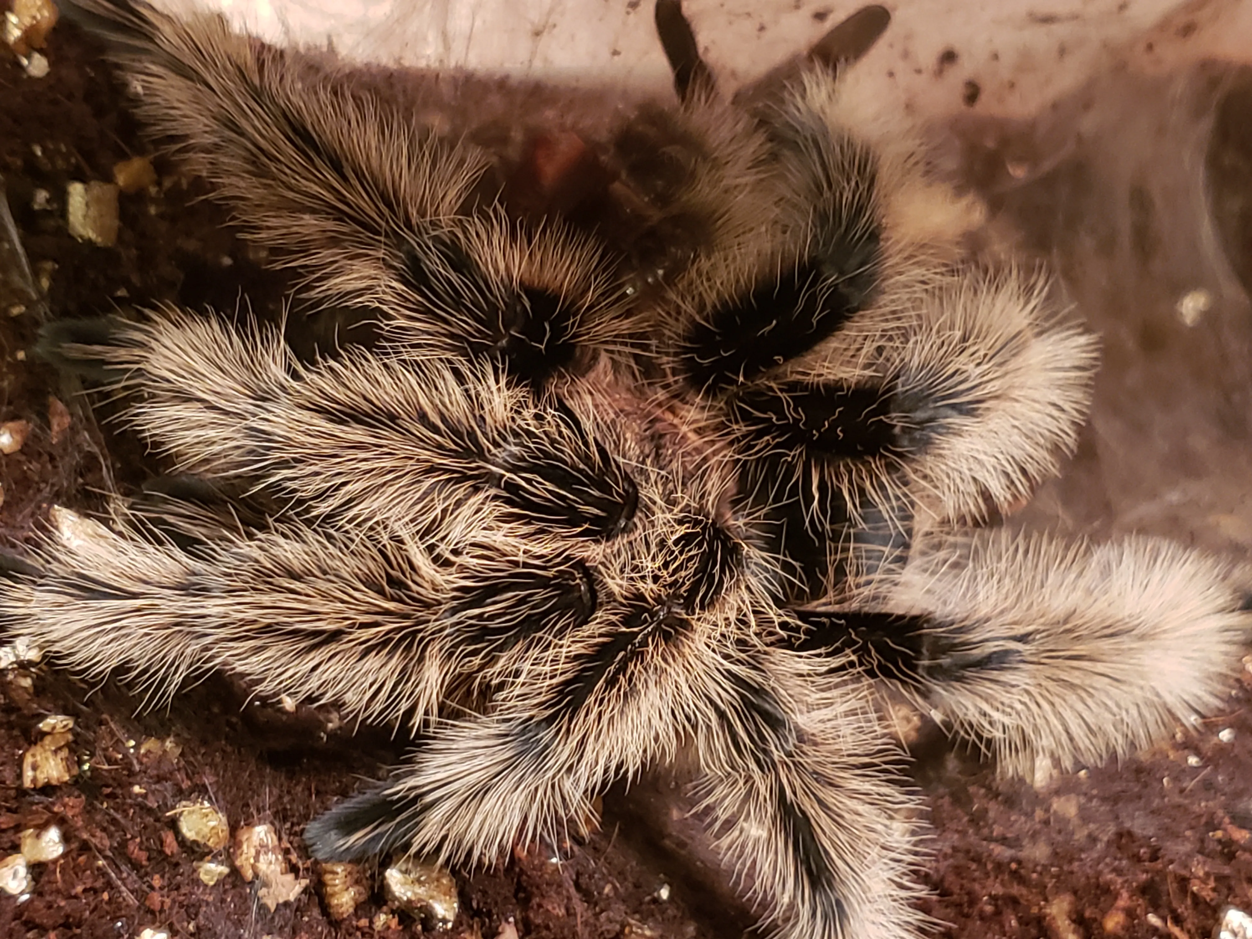 18512 tarantula molting