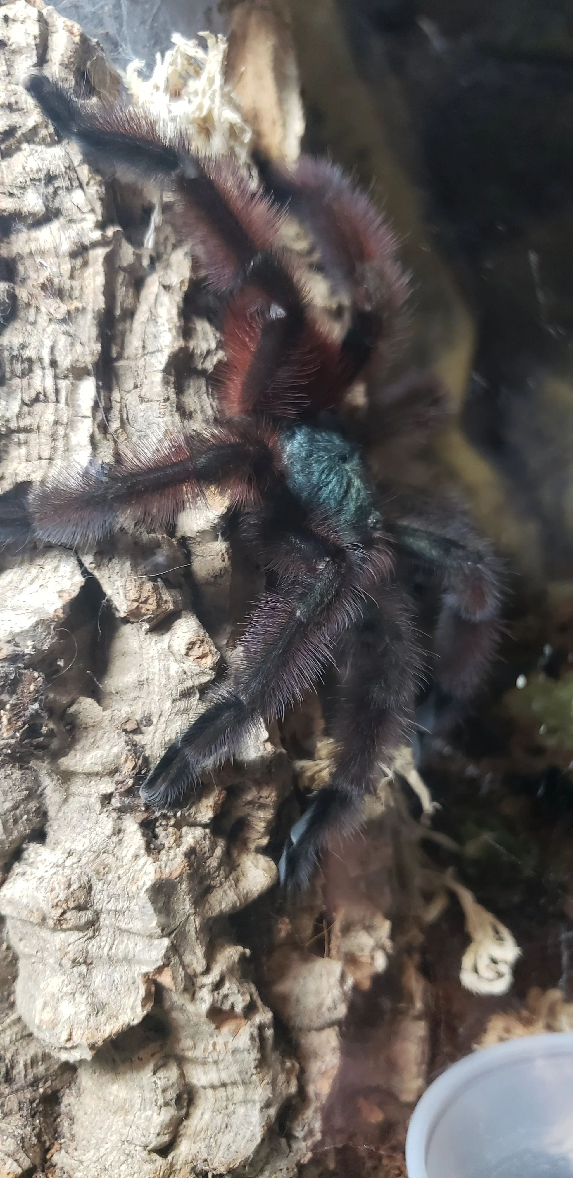 18512 tarantula refusing food