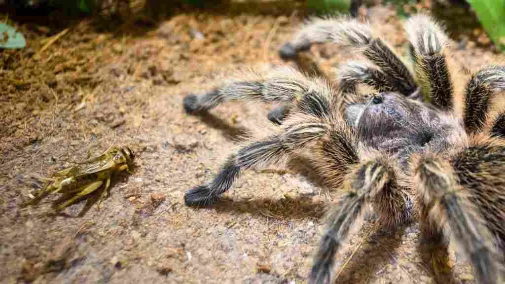 18512 tarantula temperature