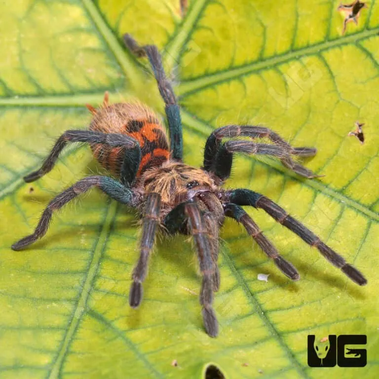 18513 gbb molting