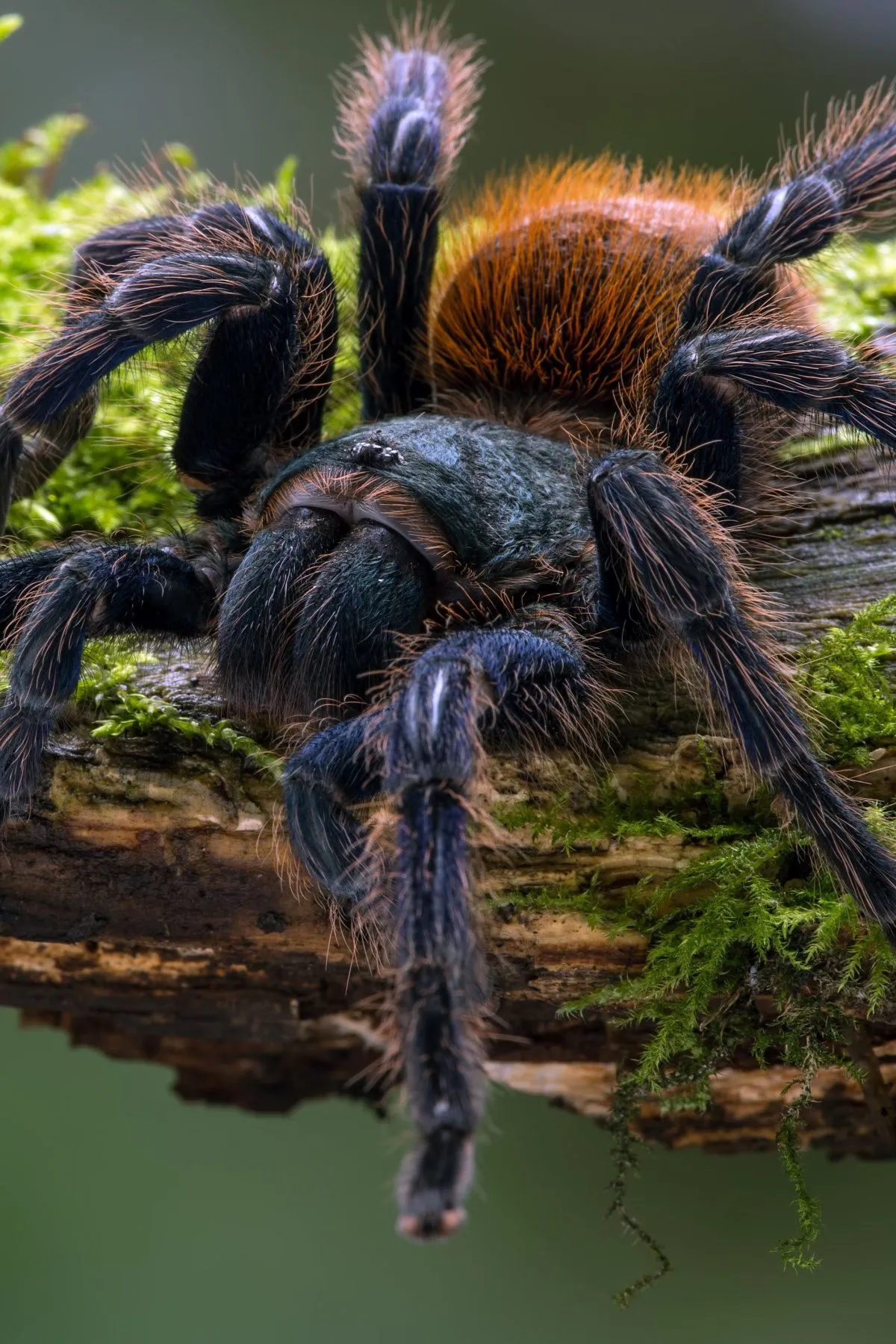 18513 green bottle blue tarantula purchase