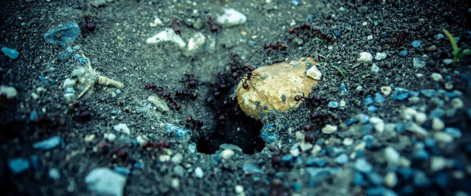 18517 tarantula attacking ant