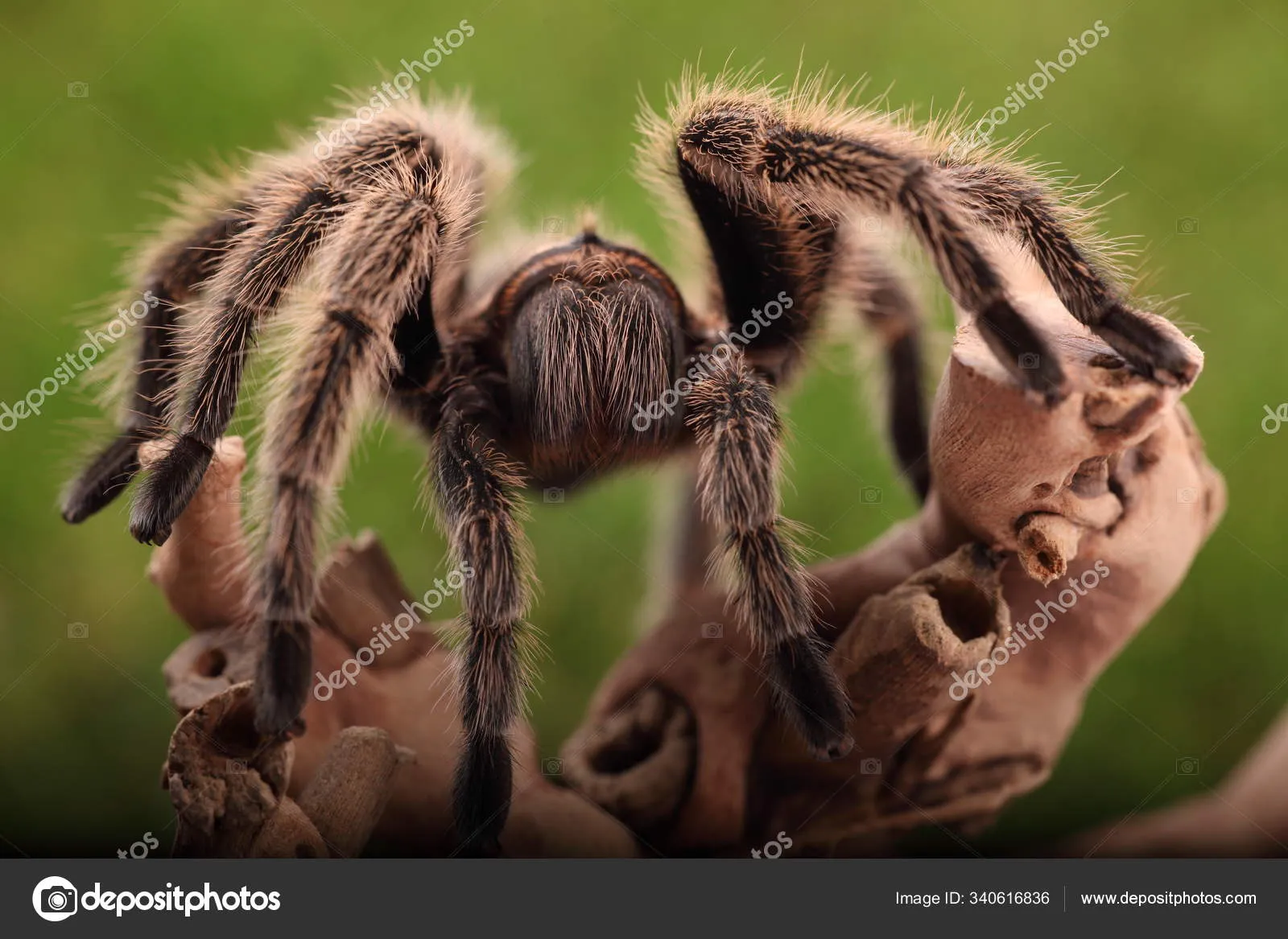 18517 tarantula vs ant