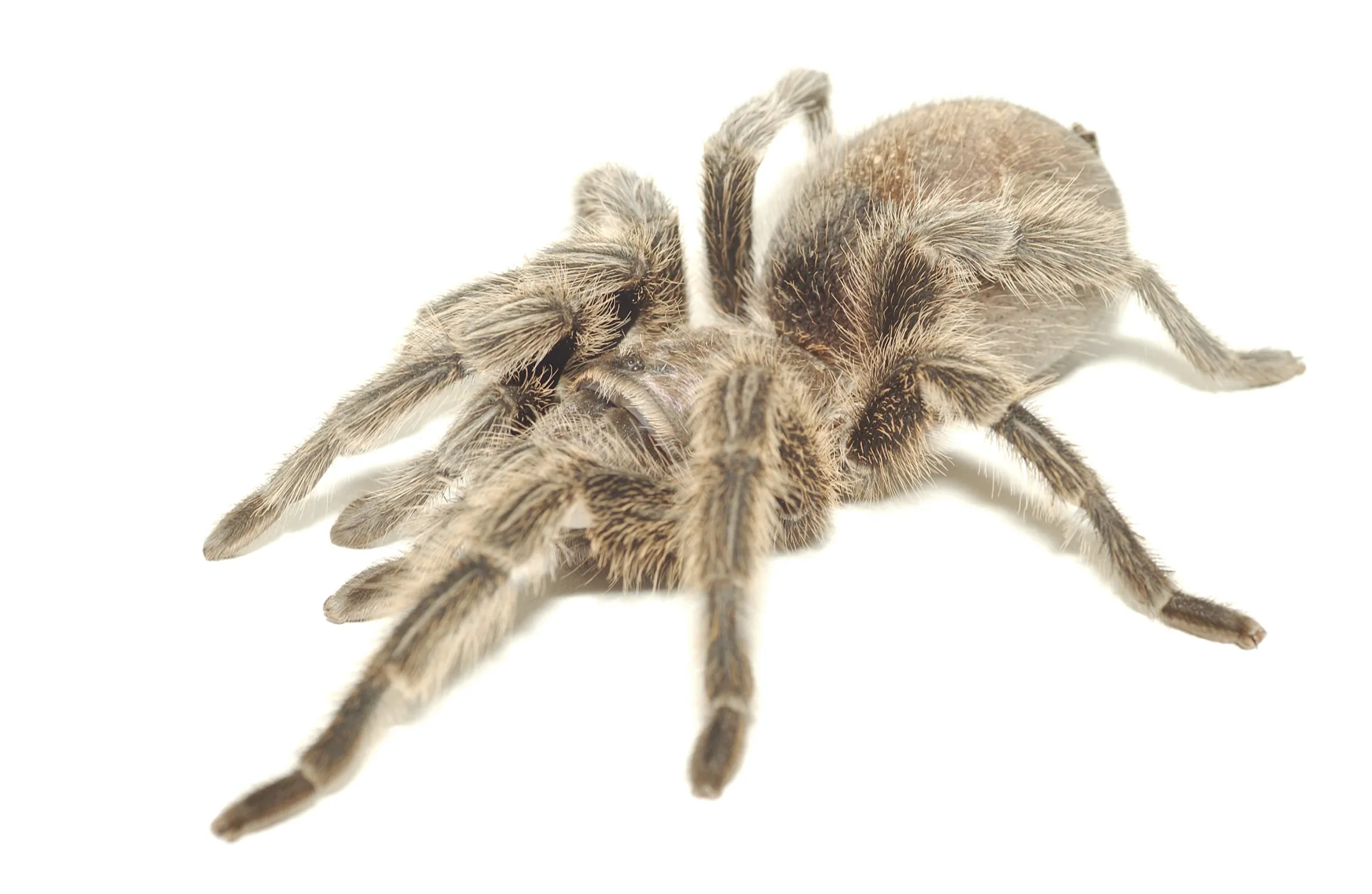 /img/18518-alternative-tarantula-food.webp