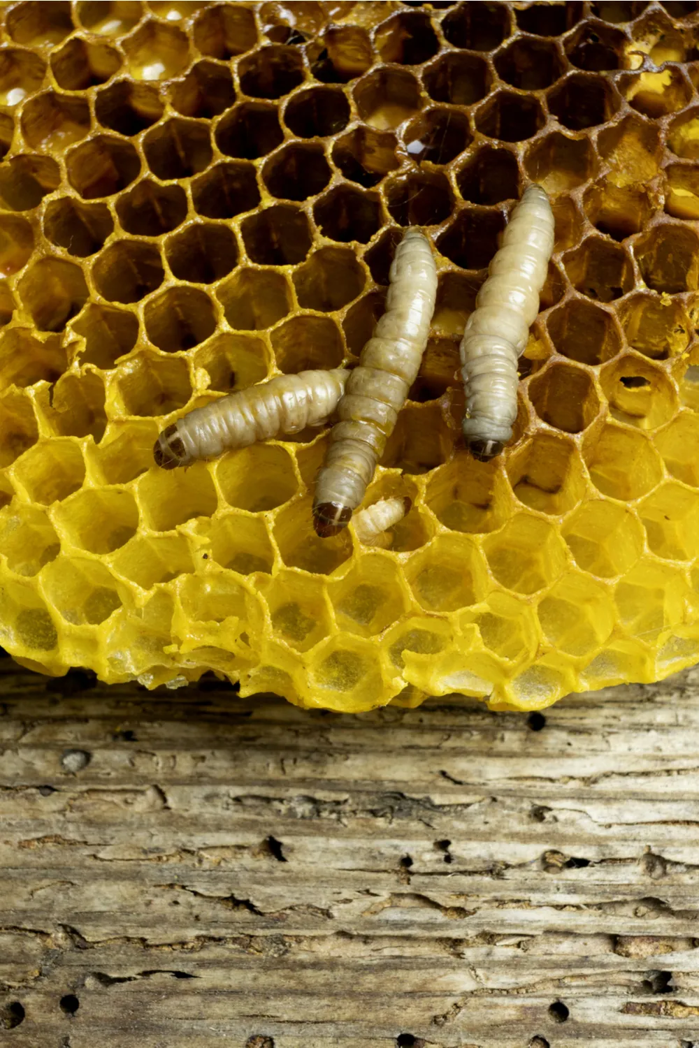 18518 feeding tarantula safely