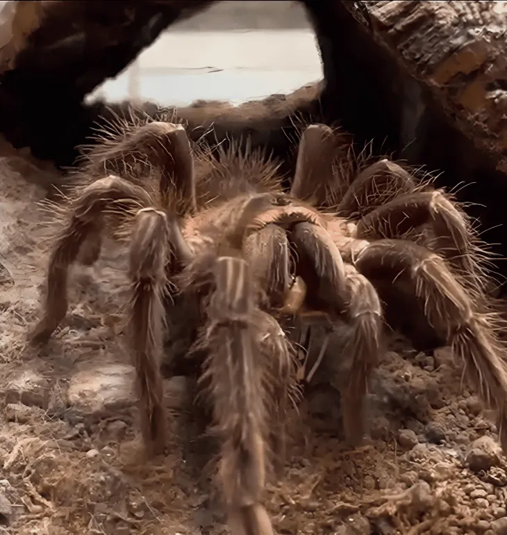 18520 safe tarantula feeding