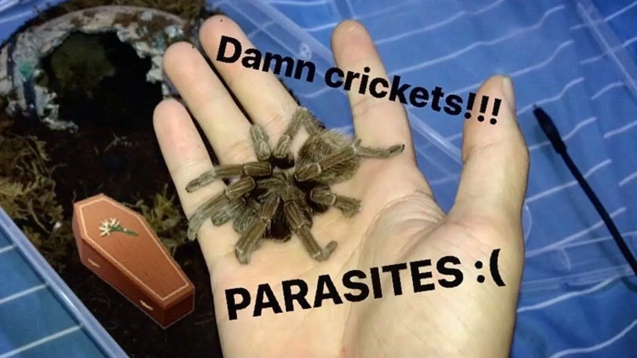 18520 wild cricket collection