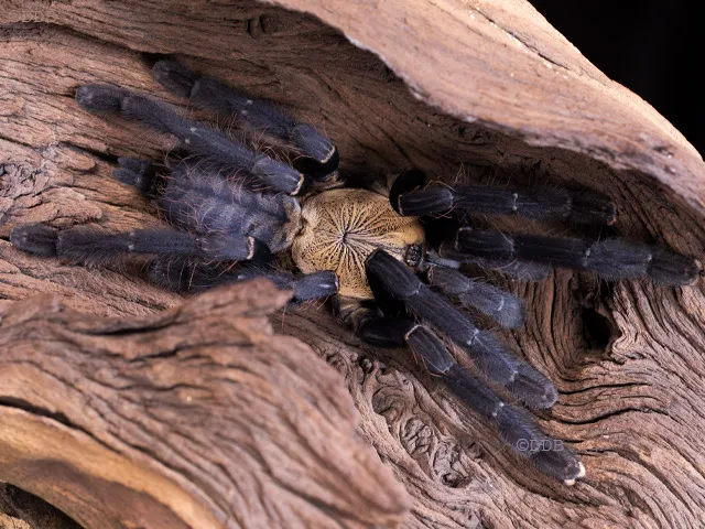 18522 largest tarantula