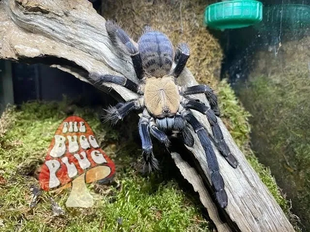 18522 new world tarantula