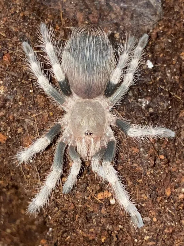 18522 old world tarantula