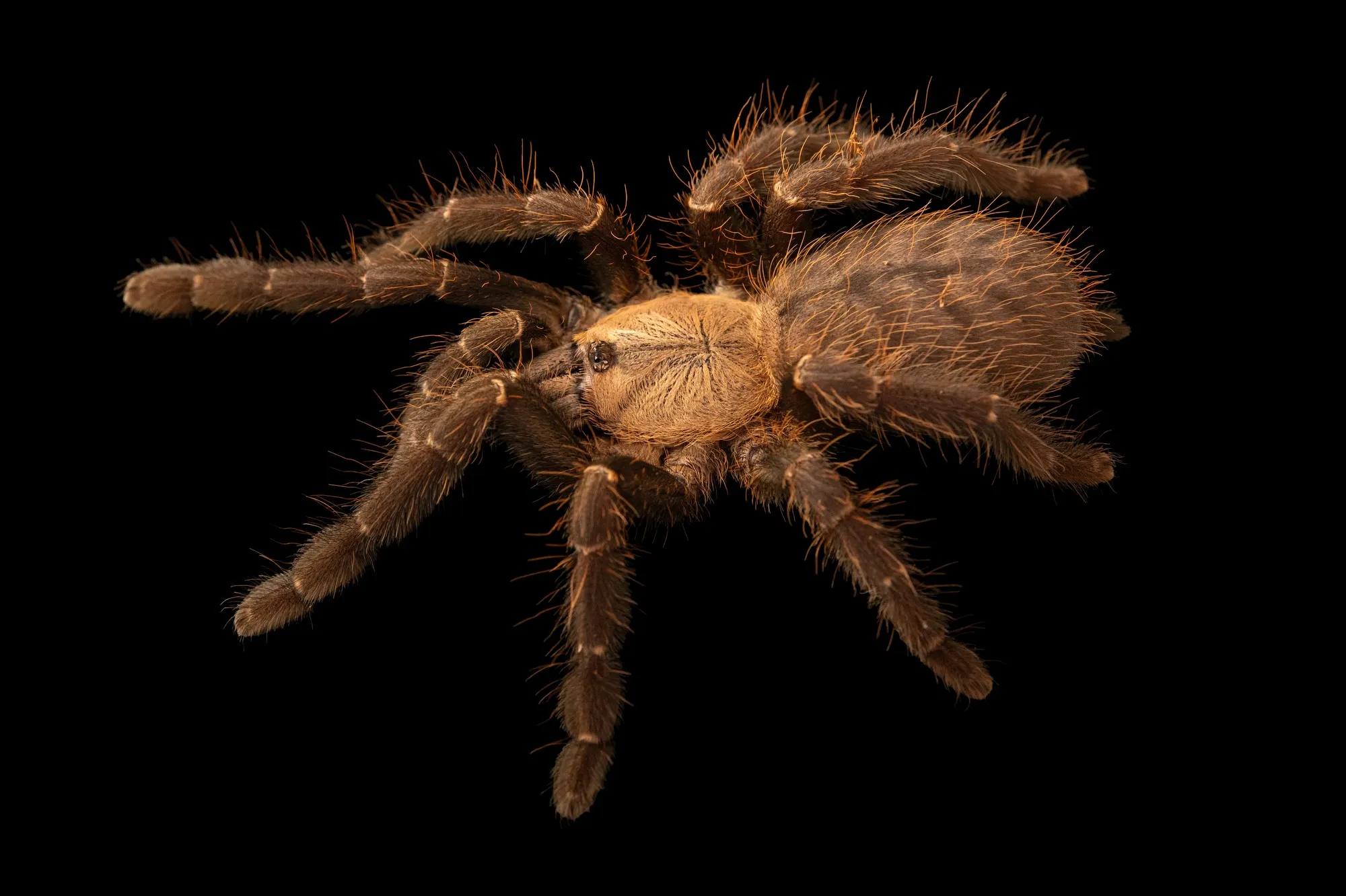 18522 tarantula environment