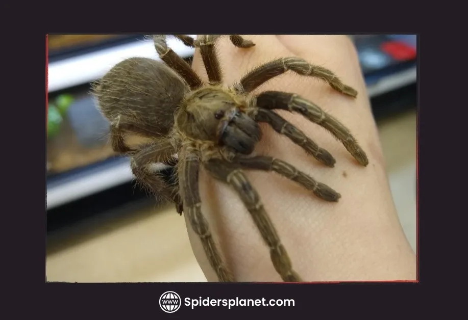 18525 tarantula like spiders camel