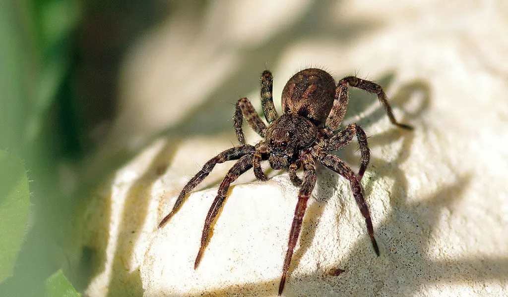 /img/18525-tarantula-like-spiders-defensive.webp
