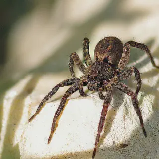 /img/18525-tarantula-like-spiders-defensive.webp