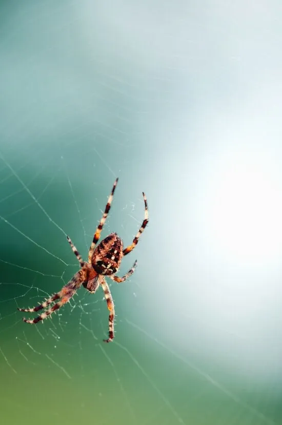 18525 tarantula like spiders huntsman