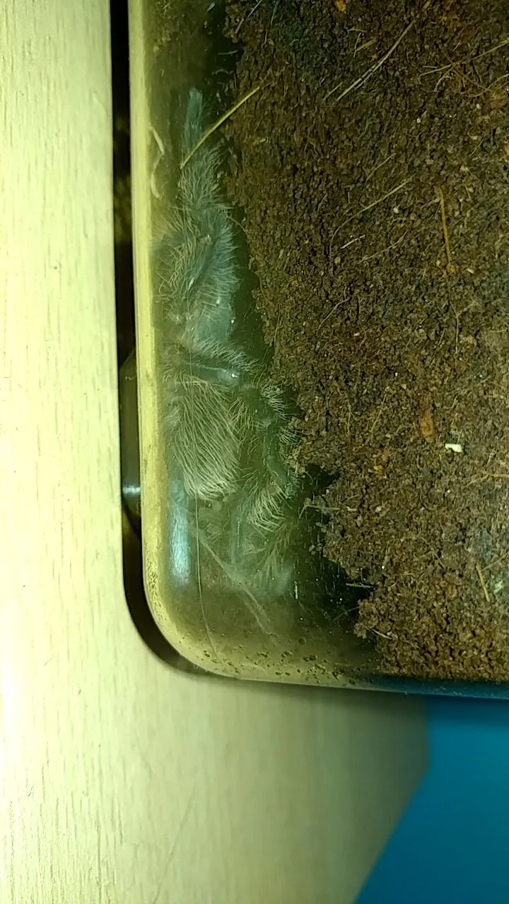 18526 cleaning tarantula enclosure