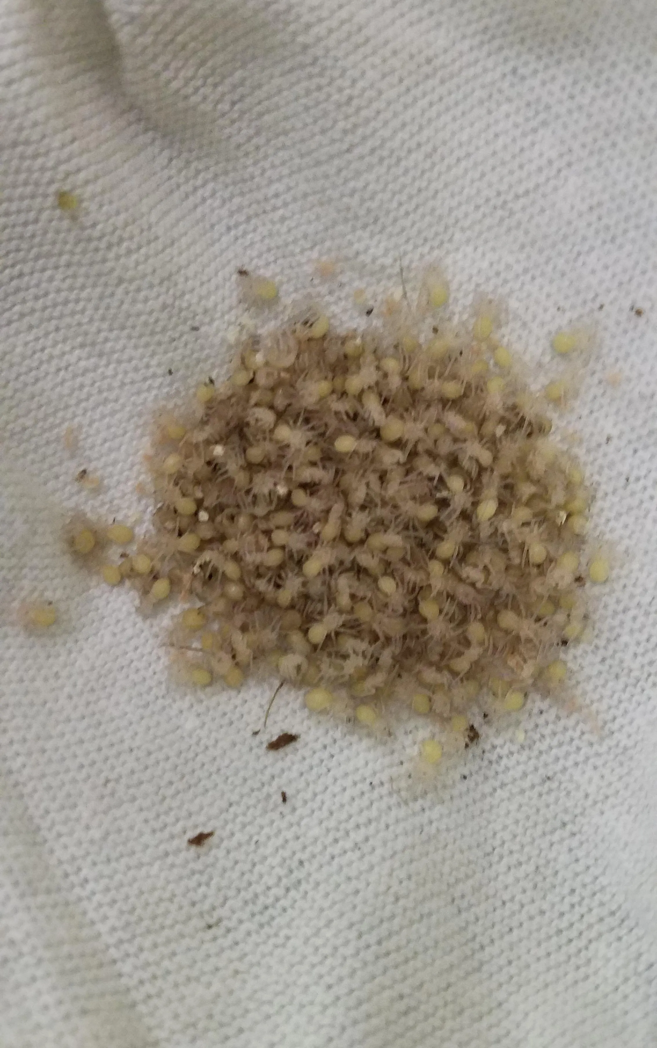 18526 tarantula molting cycle