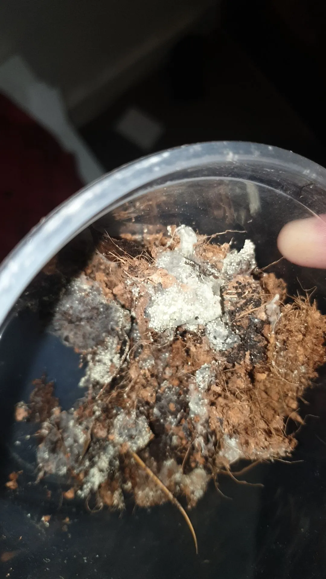 18526 tarantula with mold closeup