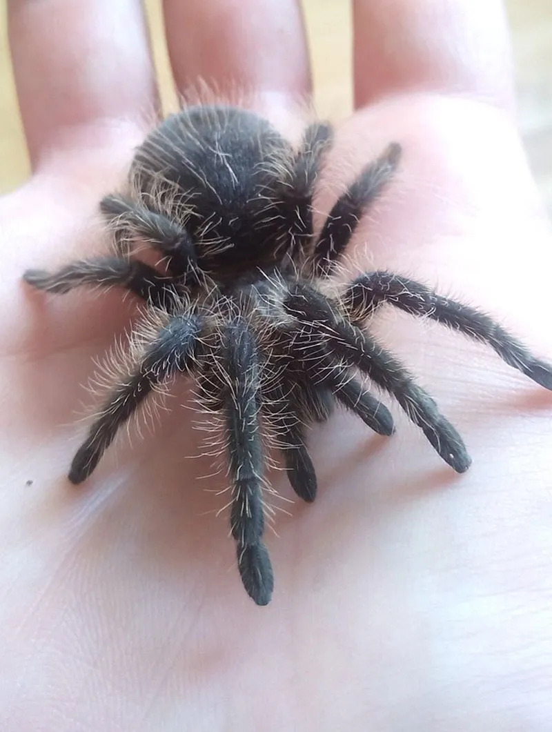 18527 curly hair tarantula feeding