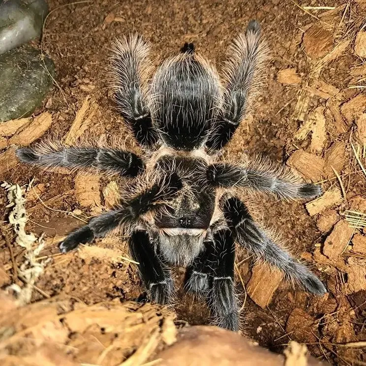 18527 curly hair tarantula handling
