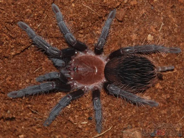 /img/18527-curly-hair-tarantula-health.webp