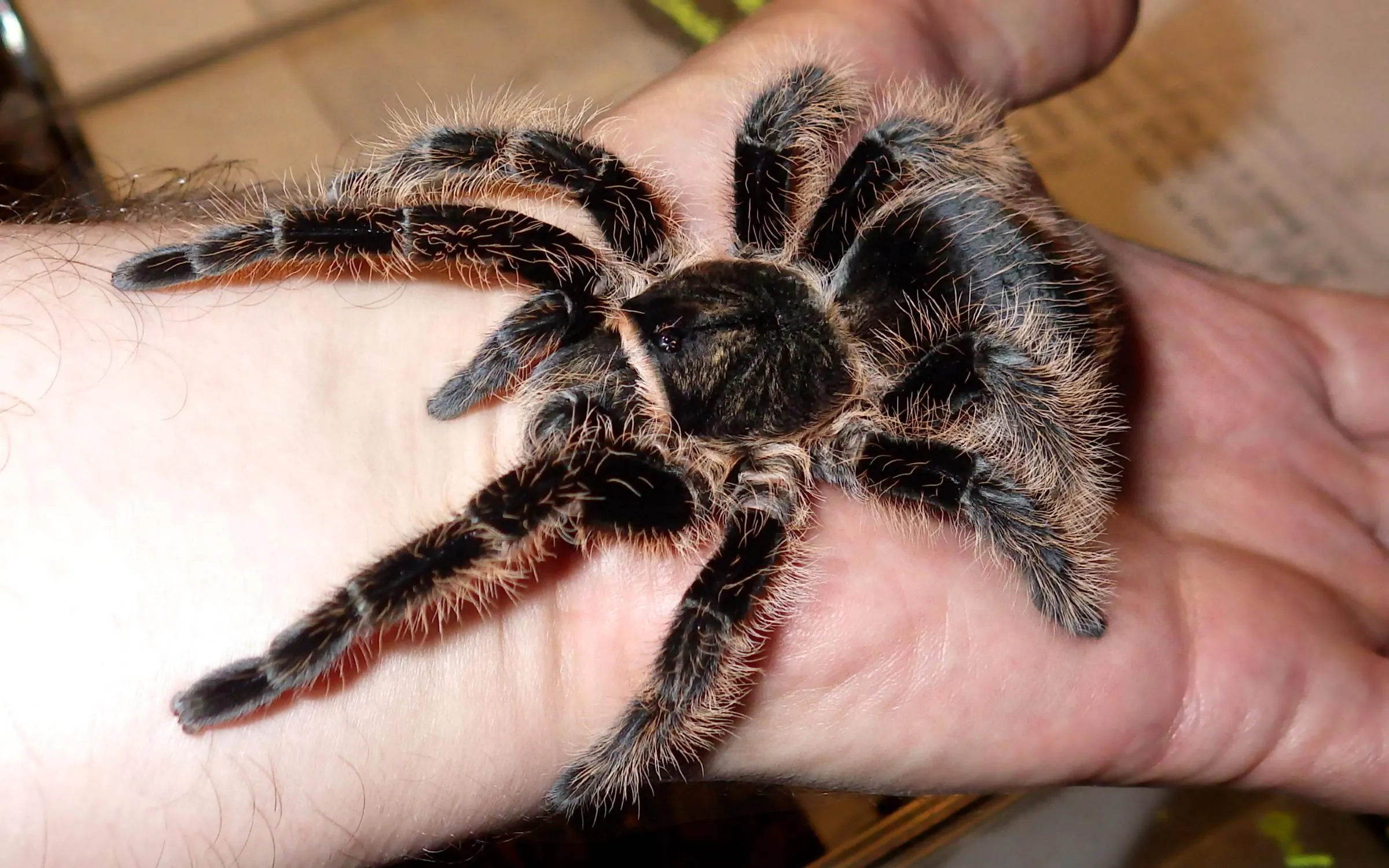 18527 curly hair tarantula molting