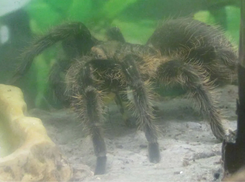 18527 curly hair tarantula substrate