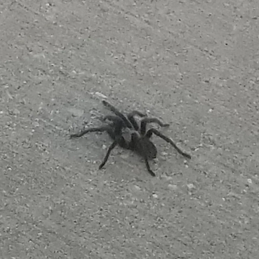 18529 texas brown tarantula enclosure