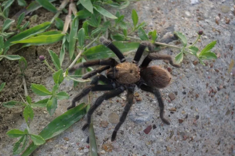 18529 texas brown tarantula handling