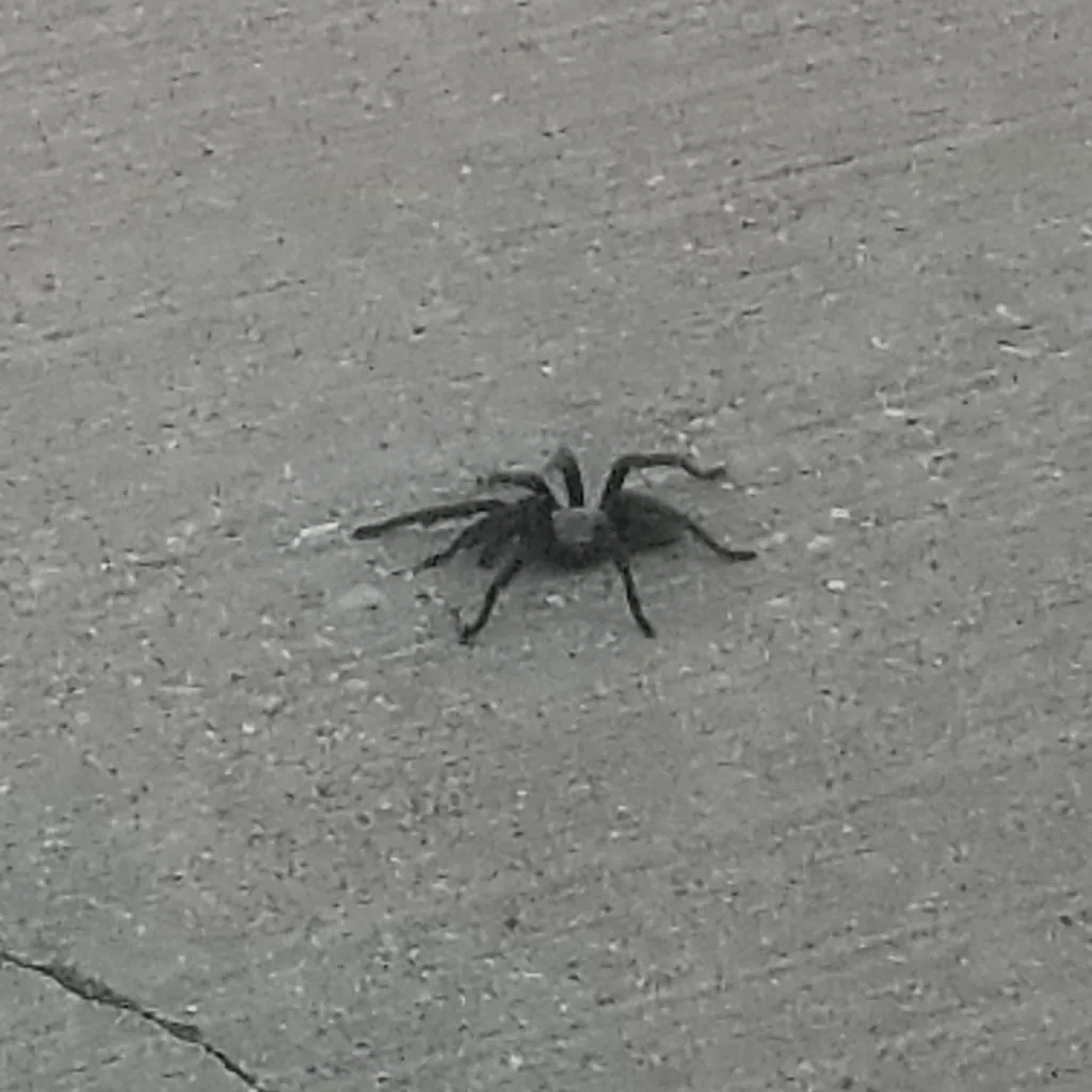 18529 texas brown tarantula substrate