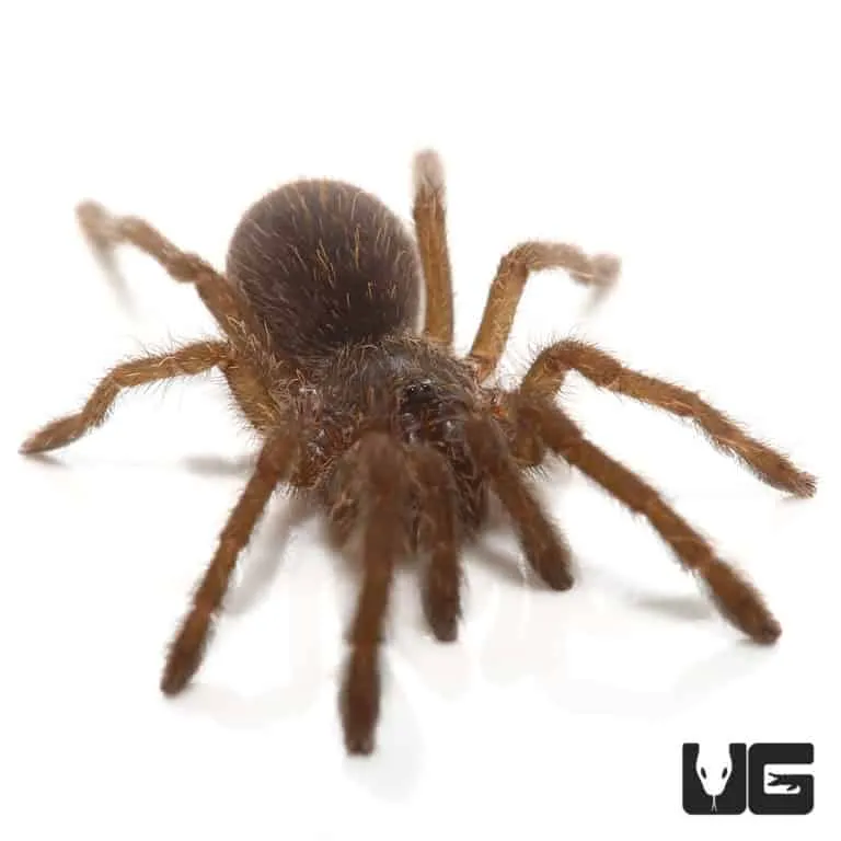 /img/18532-asian-fawn-tarantula-breeding.webp