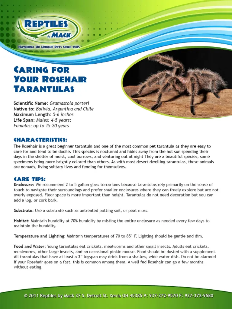 18532 asian fawn tarantula enclosure
