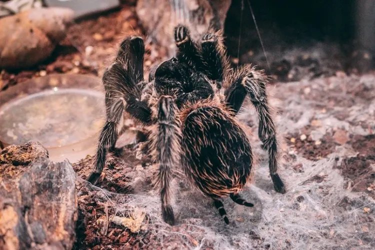 18532 asian fawn tarantula feeding