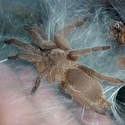 18532 asian fawn tarantula handling