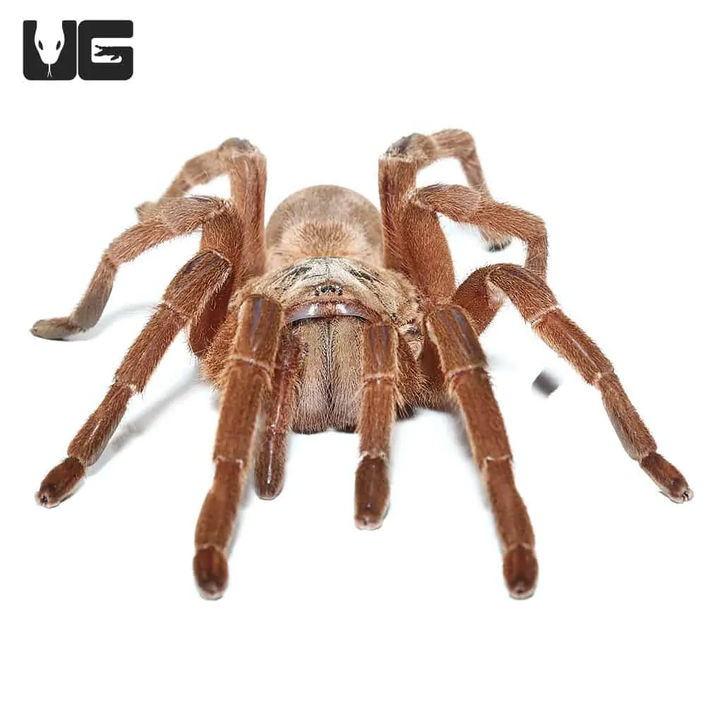 18532 asian fawn tarantula molting