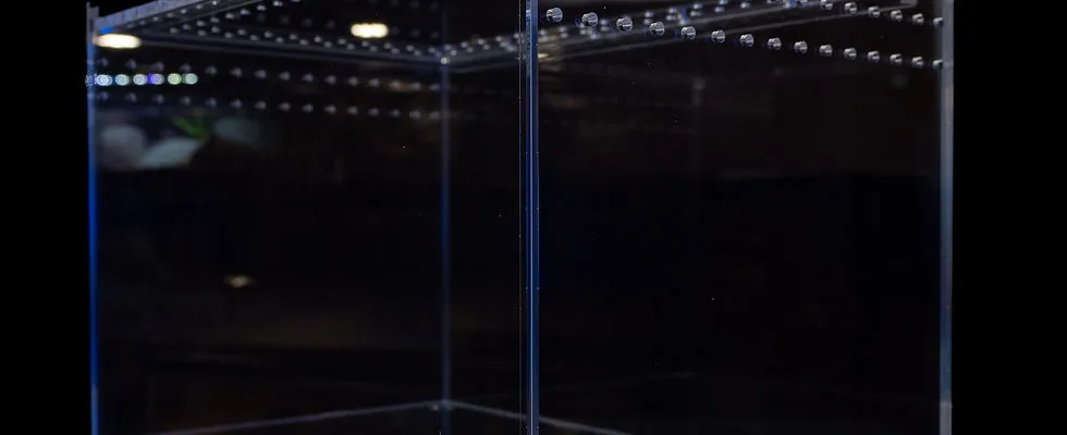 18537 tarantula substrate types