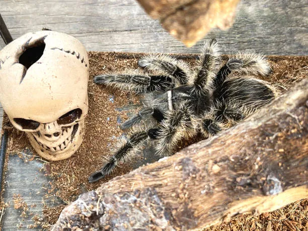 18542 skull tarantula feeding